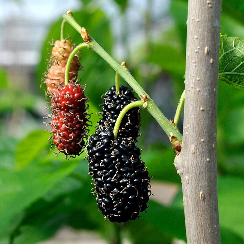 Mulberry (Shangri-La)